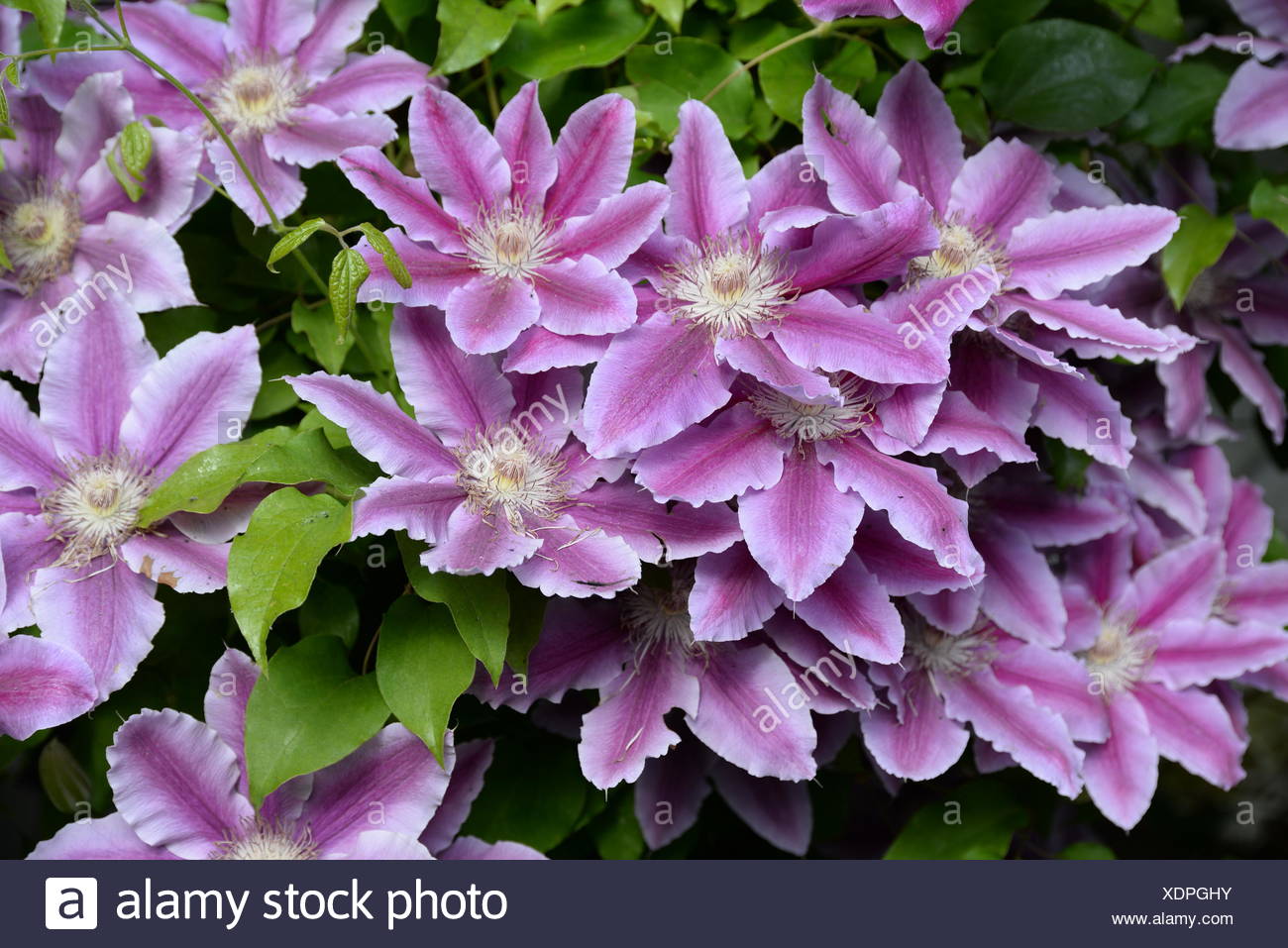 Clematis Waldrebe Blume Rosa Pink Blumen Strauch Busch Blute Bluten Klematis Gartenblume Gartenblumen Zierpflanze Stock Photo Alamy