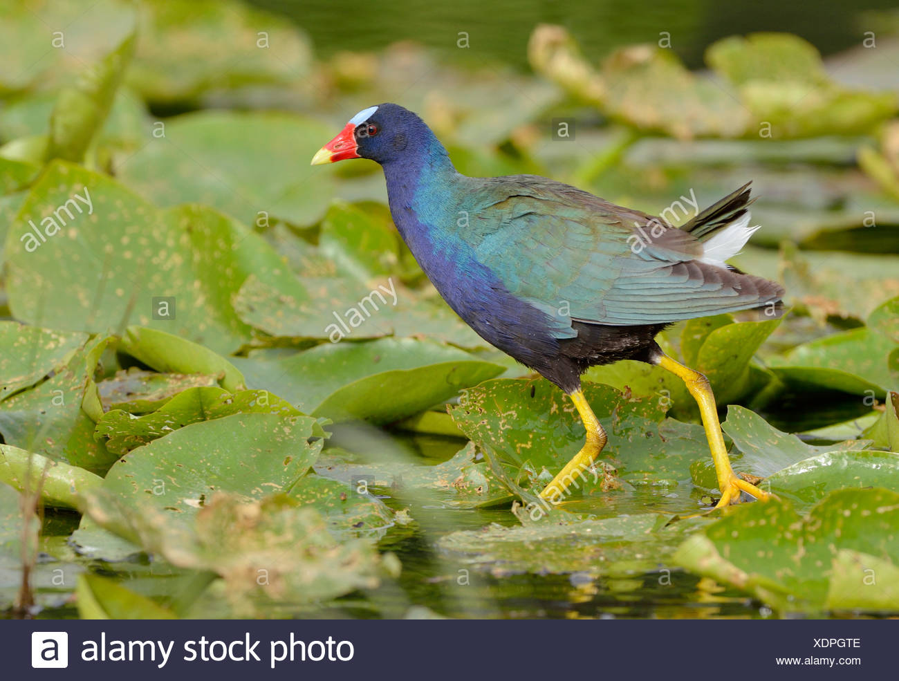 Purple Gallinule Porphyrio Martinicus Venetian Gardens