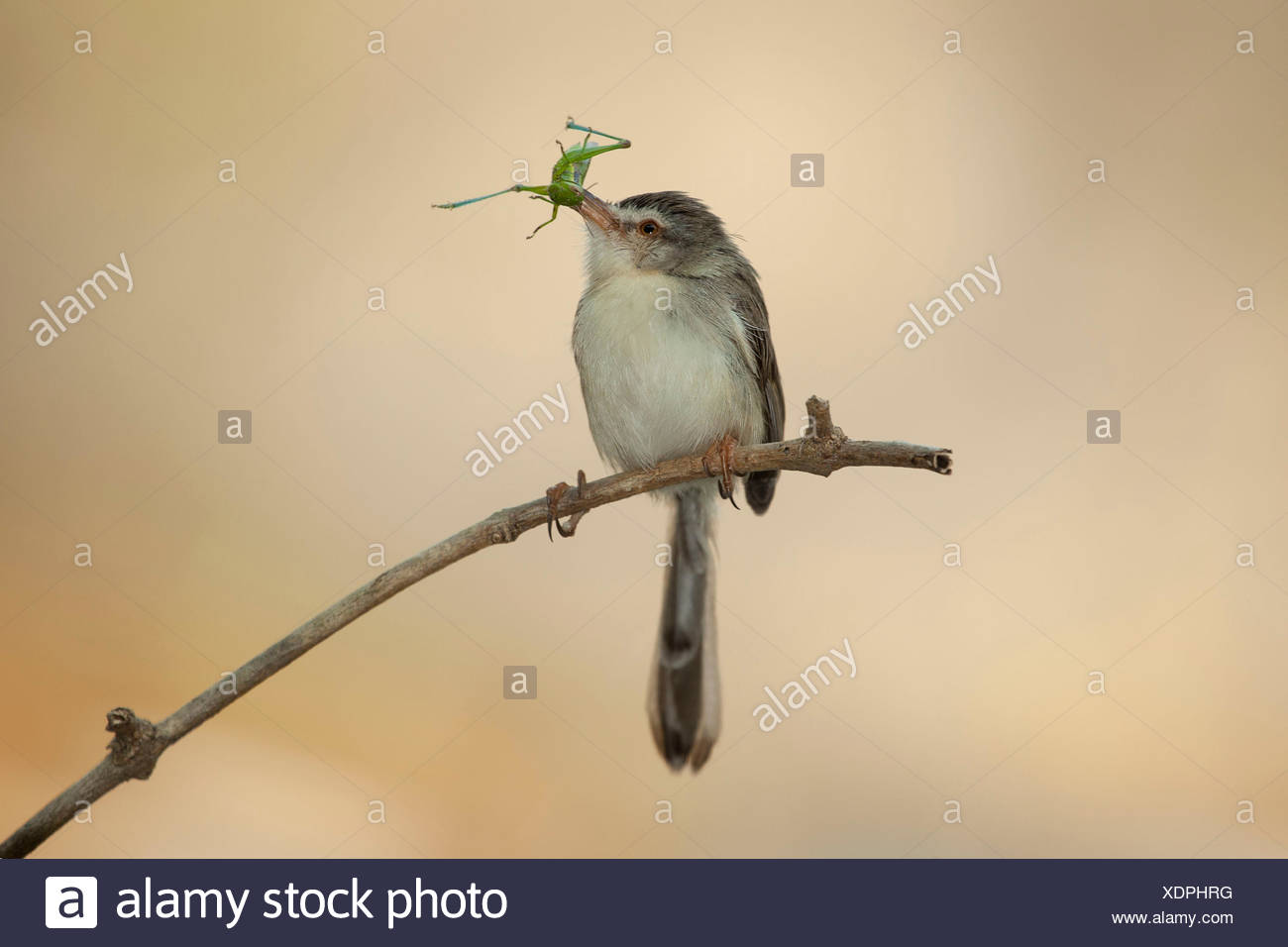 Bird Eating Insect High Resolution Stock Photography and Images Alamy
