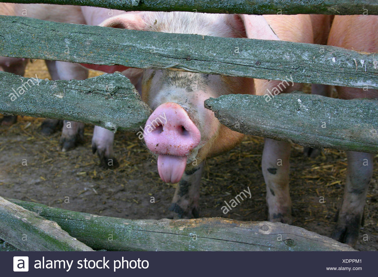 Pig Sticking Out Tongue High Resolution Stock Photography and Images