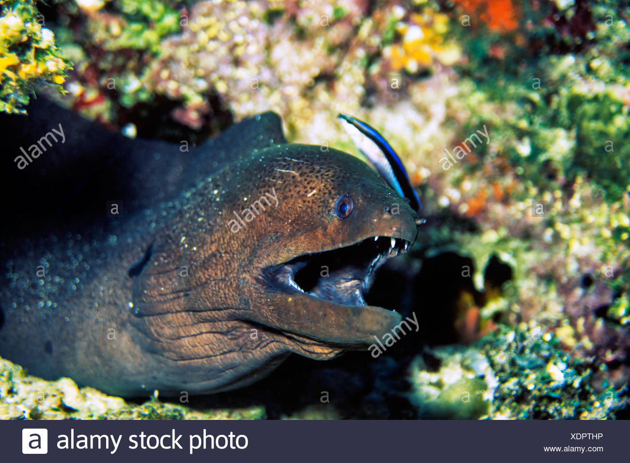Fisch Malediven High Resolution Stock Photography and Images Alamy