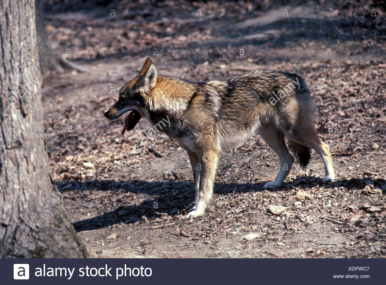 Mammal Hybrid Coydog Stock Photo Alamy