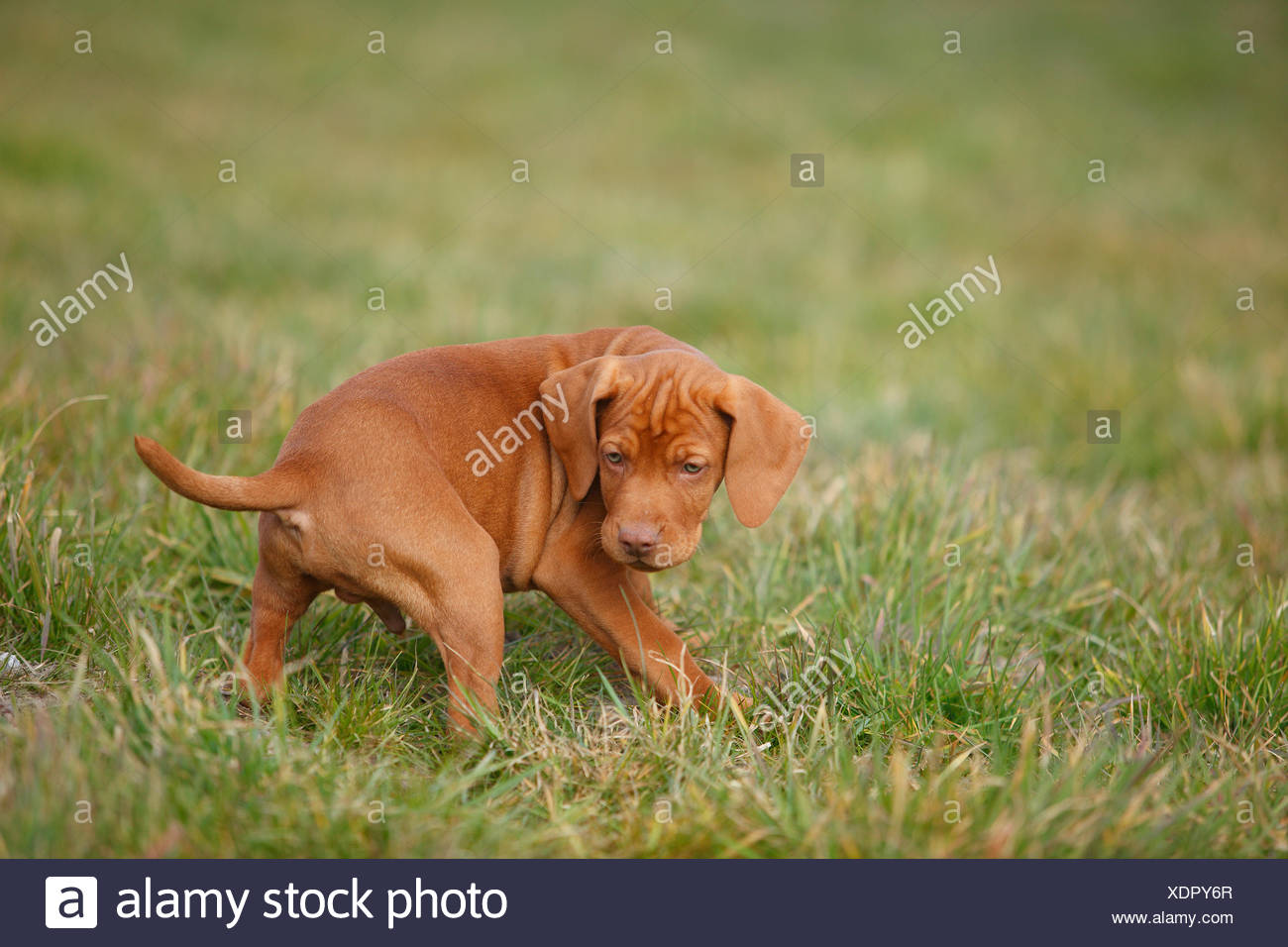 Magyar Vizsla Hungarian Short Haired Pointing Dog Puppy On