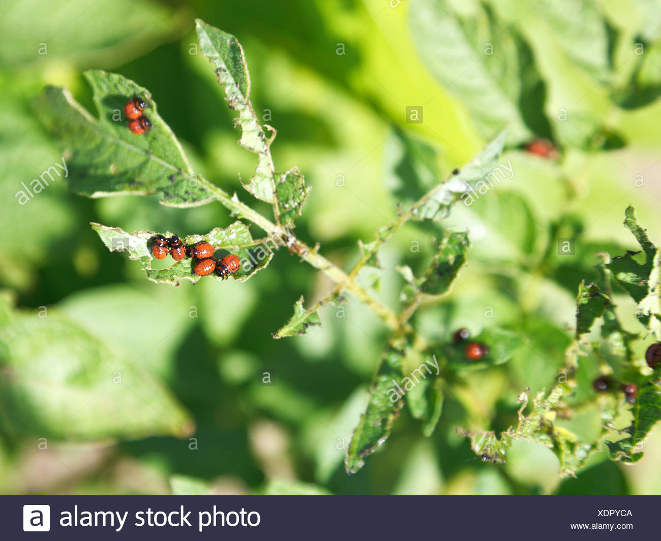 Potato Caterpillar High Resolution Stock Photography and Images Alamy