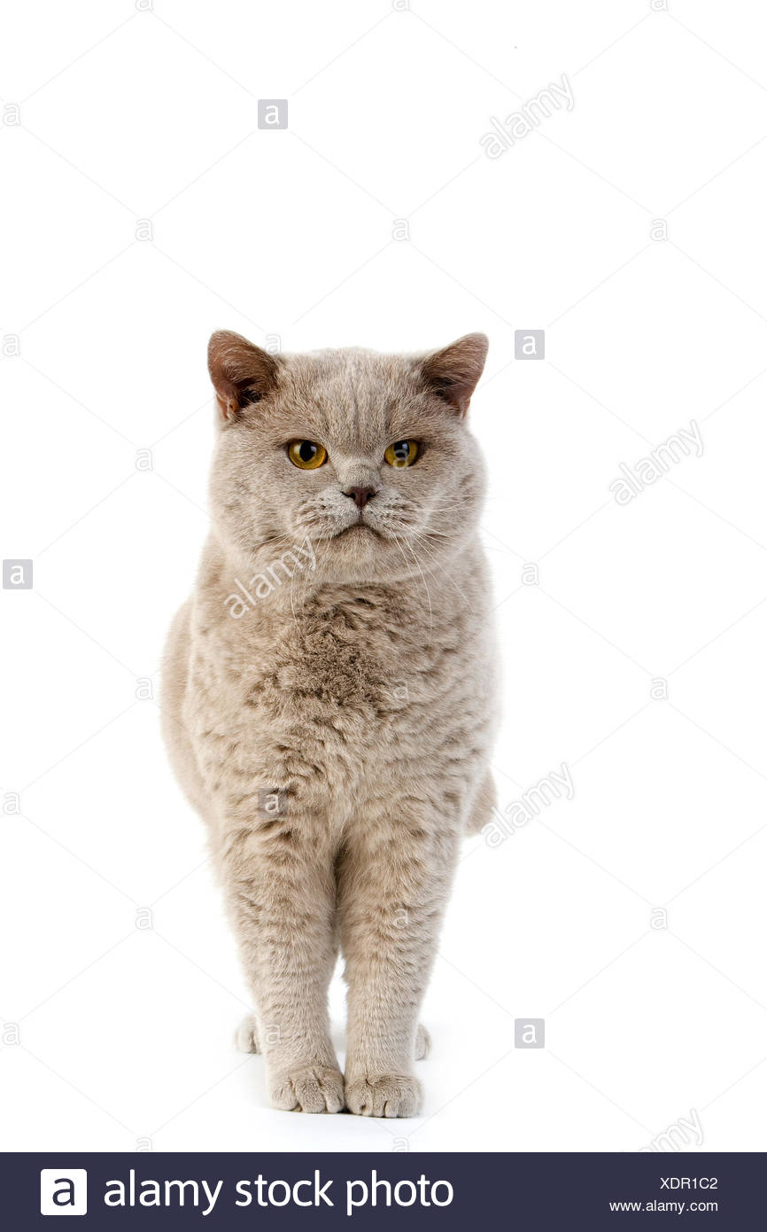 Lilac British Shorthair Dometic Cat Male Against White Background