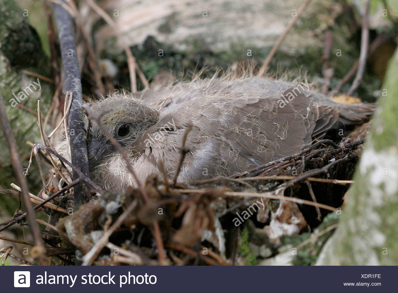 Young Collared Dove High Resolution Stock Photography and Images Alamy