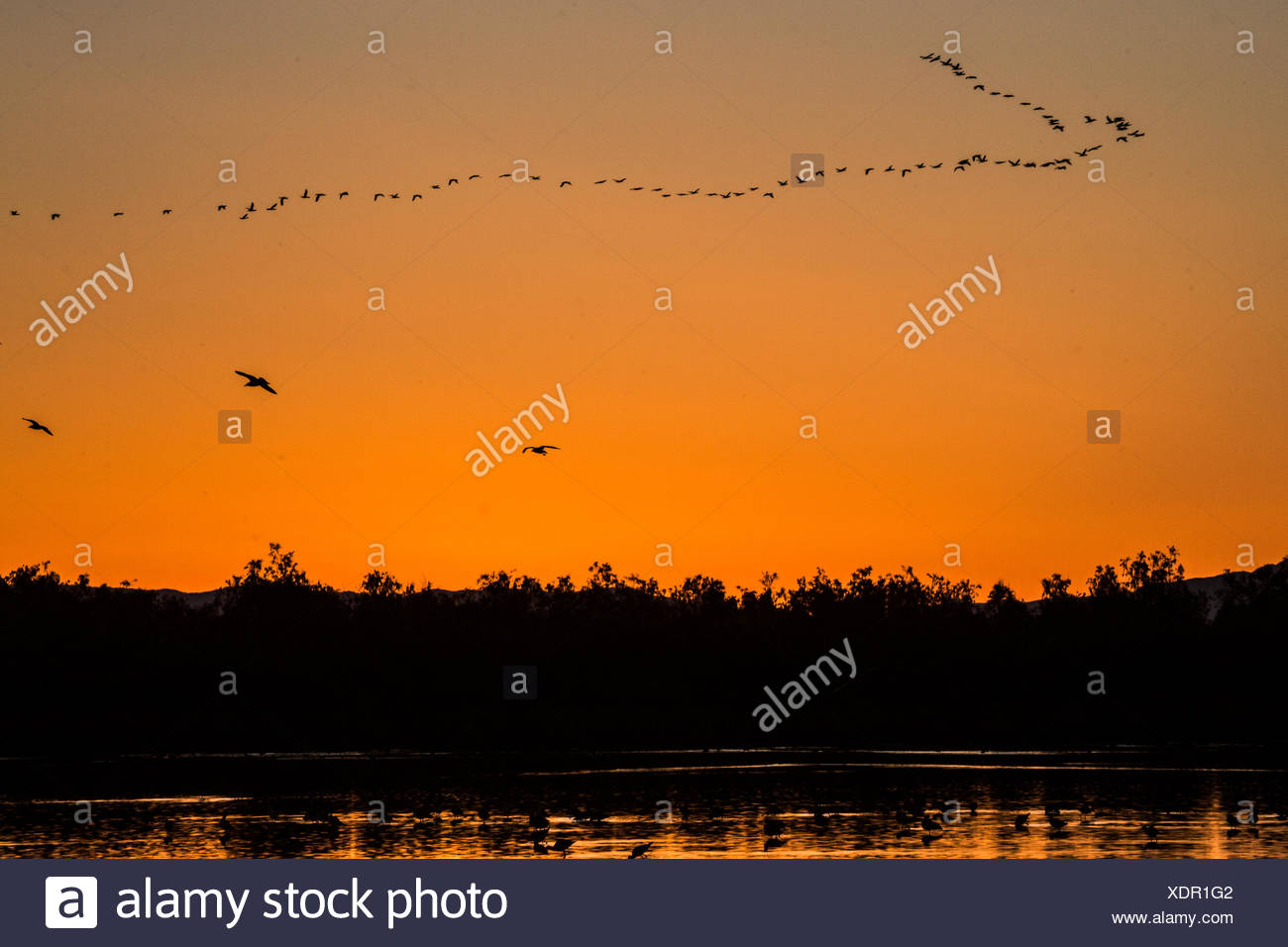 Large Sea Birds High Resolution Stock Photography And Images Alamy