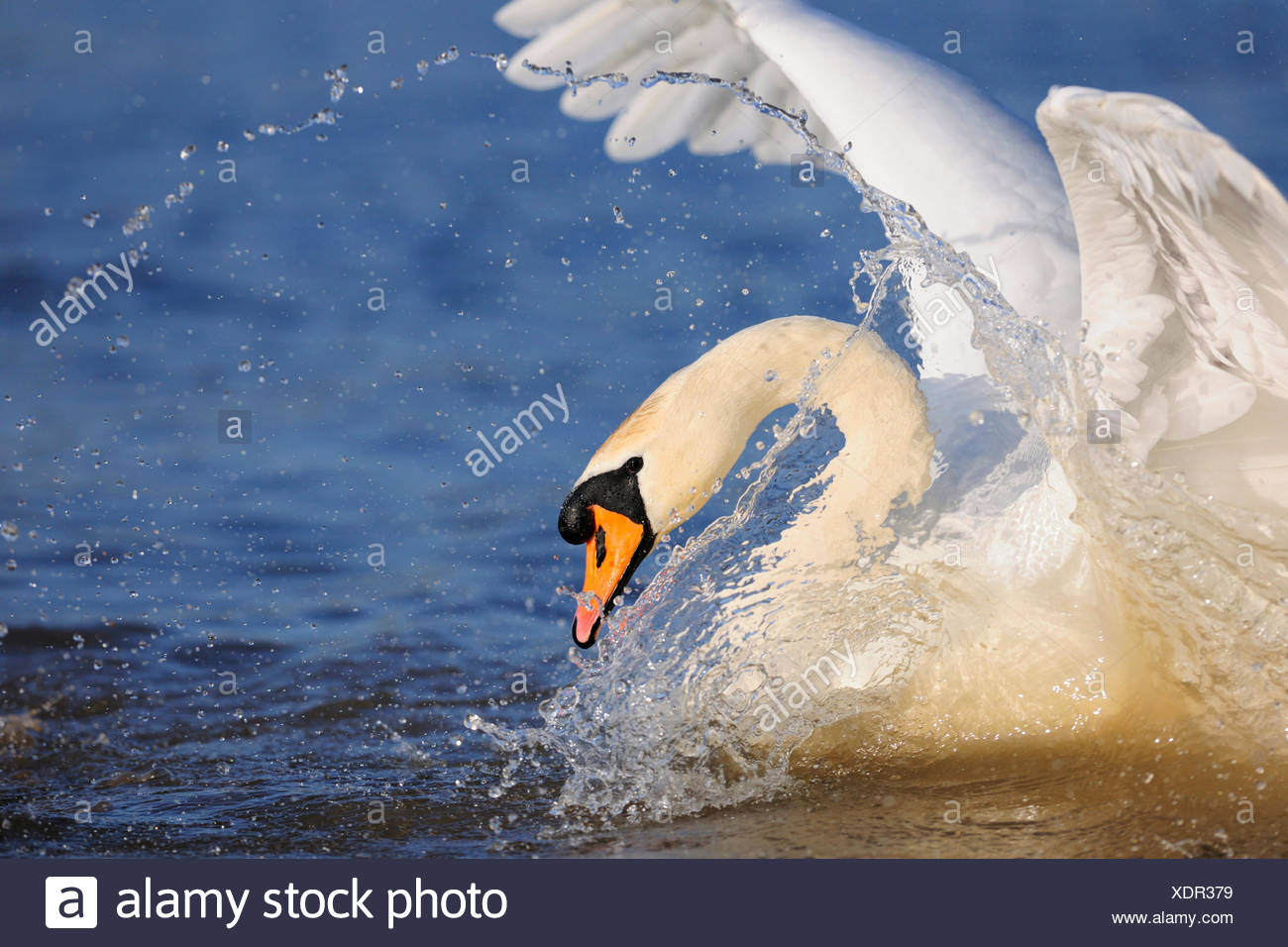 Whipping Up Stock Photos & Whipping Up Stock Images - Alamy