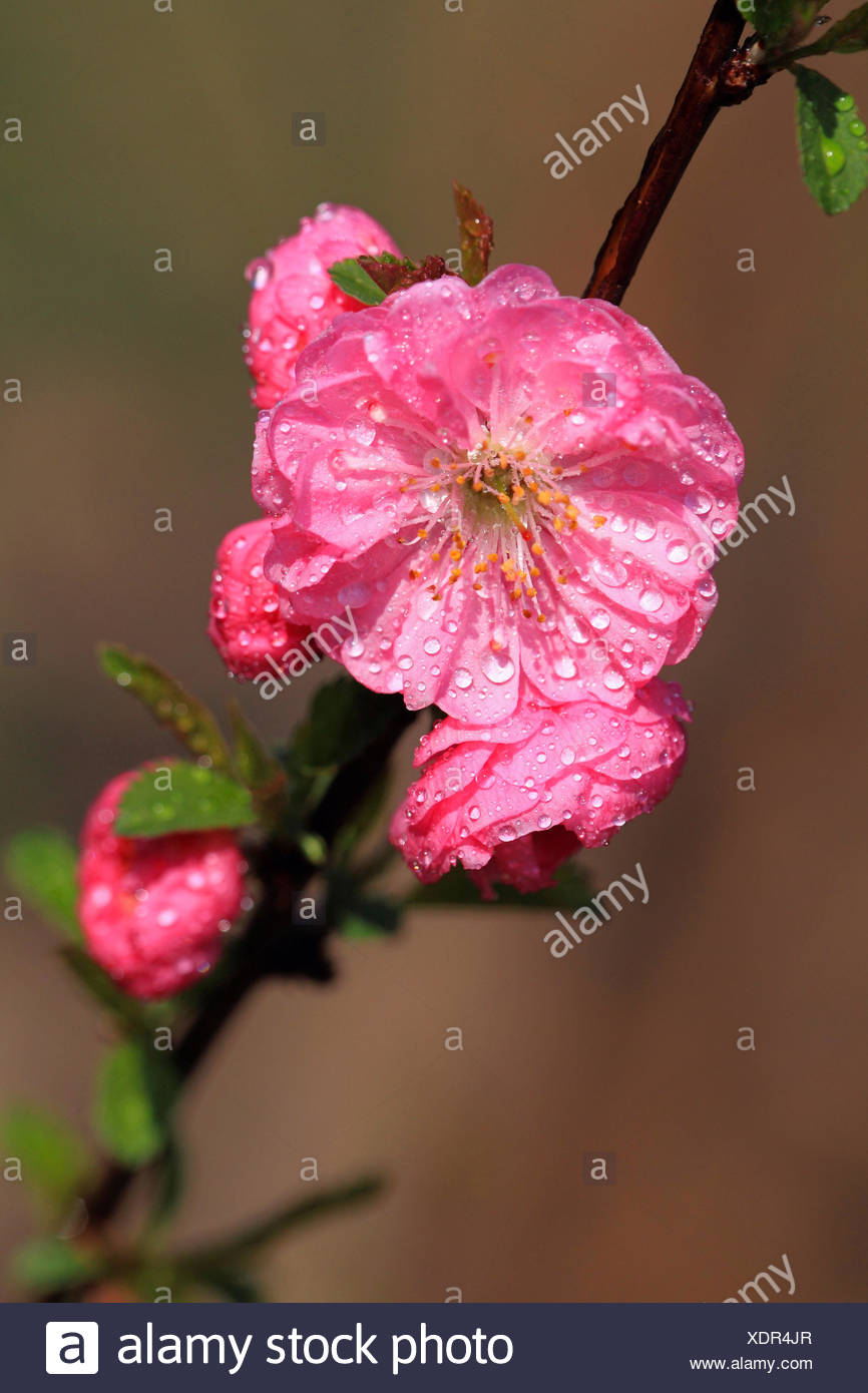 More Friends And A Blog Double Flowering Almond