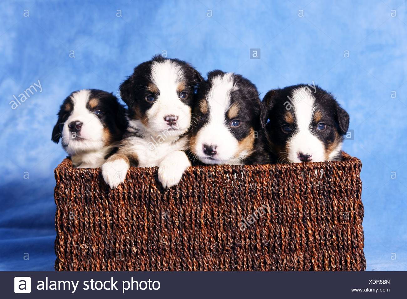bernese mountain dog with baby