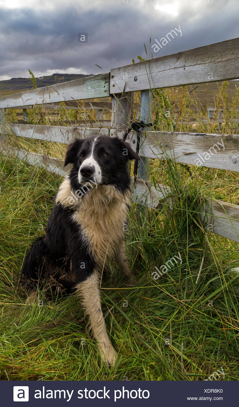 Icelandic Sheepdog High Resolution Stock Photography And Images Alamy