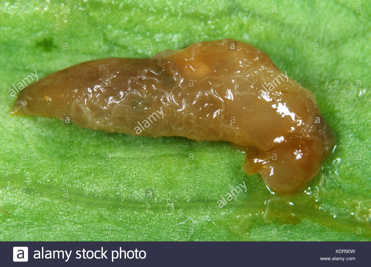 Parasitic Nematodes Stock Photos & Parasitic Nematodes Stock Images Alamy