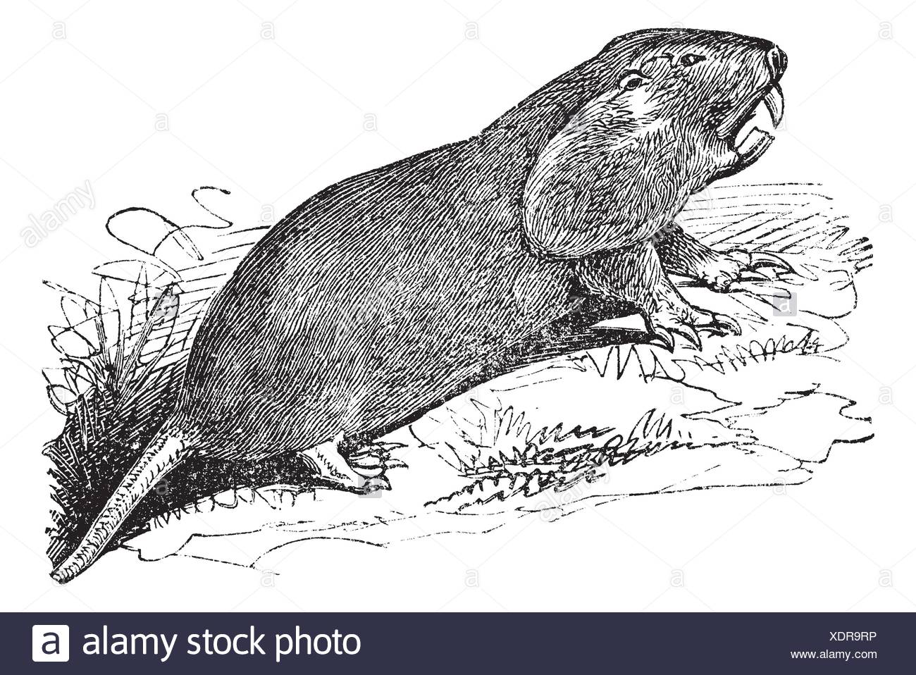Pocket Gopher Stock Photos & Pocket Gopher Stock Images Alamy