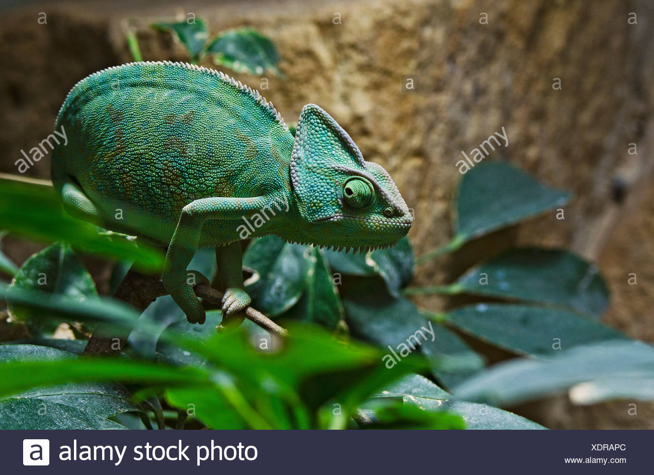 Yemen Chameleon Or Veiled Chameleon Chamaeleo Calyptratus
