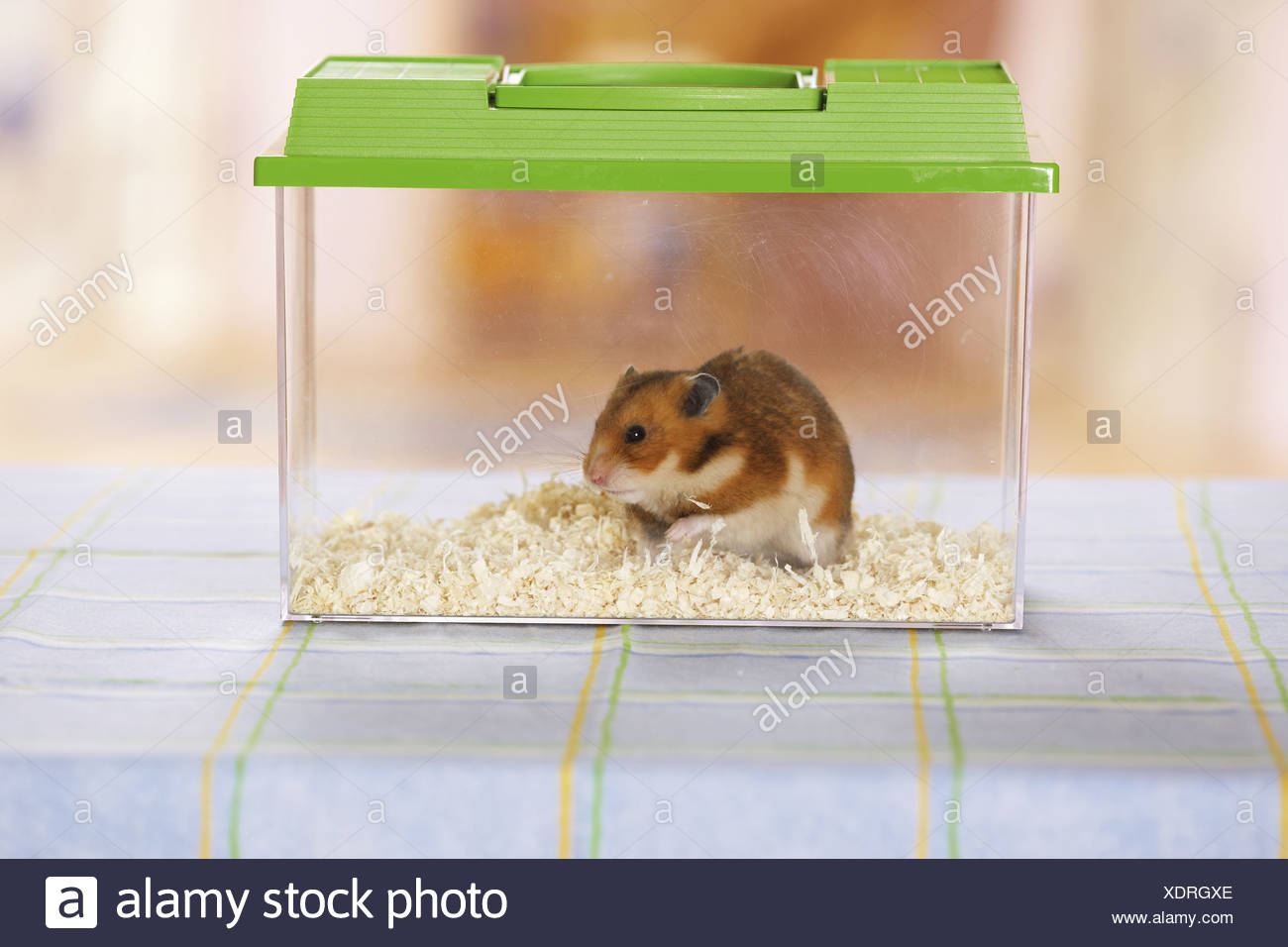 box hamster