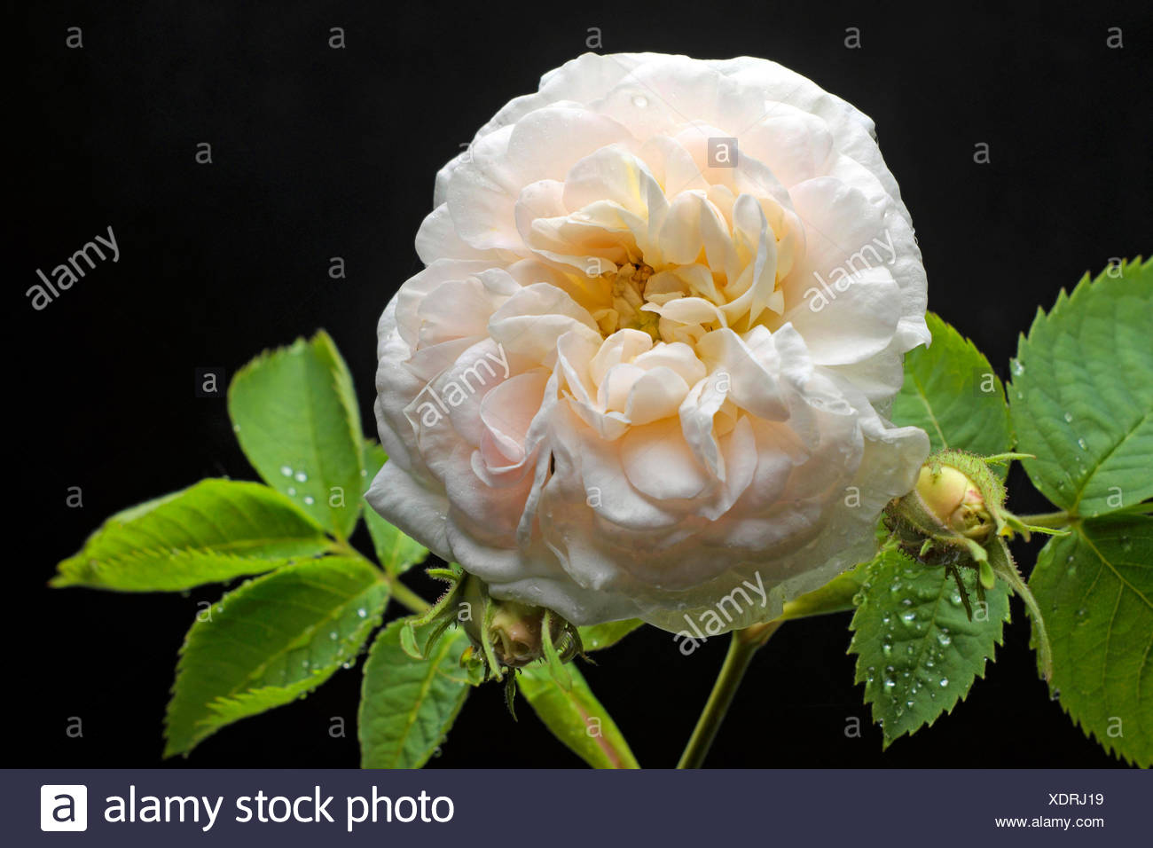Maite Schwartz,Dorothy Stone (actress) Erotic pic Lucy Boynton (born 1994 (born in the United States,Kristina and Karissa Shannon United States Cherilyn Sarkisian,Jeanne Chinn Sex nude Mike Pratt (1931?976),Alexsandra Wright