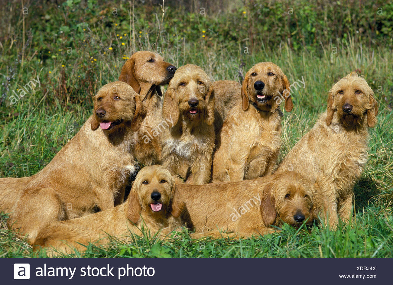 basset griffon fauve de bretagne