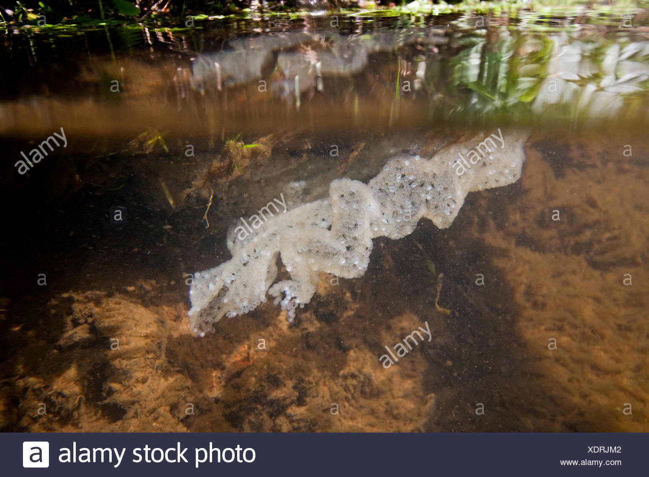 Perch Fish Underwater Stock Photos & Perch Fish Underwater Stock Images