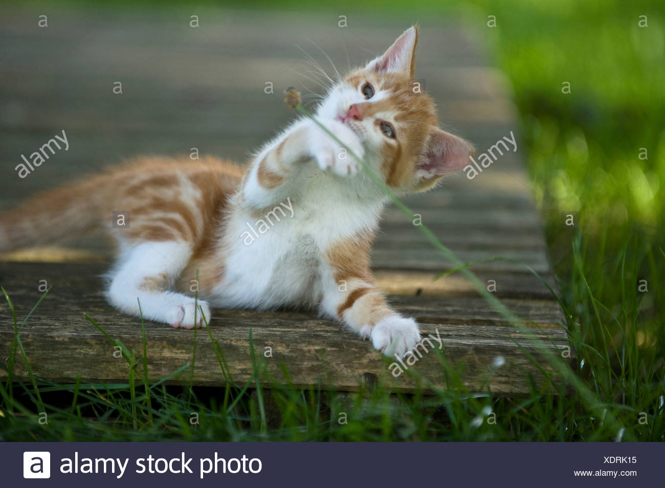 European Shorthair Cat Kitten 9 Weeks Old Lying On A Wooden