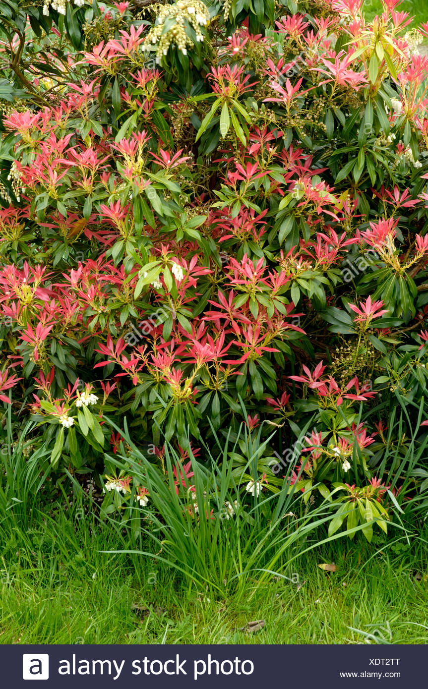 Flora Wonder Blog Plants From England