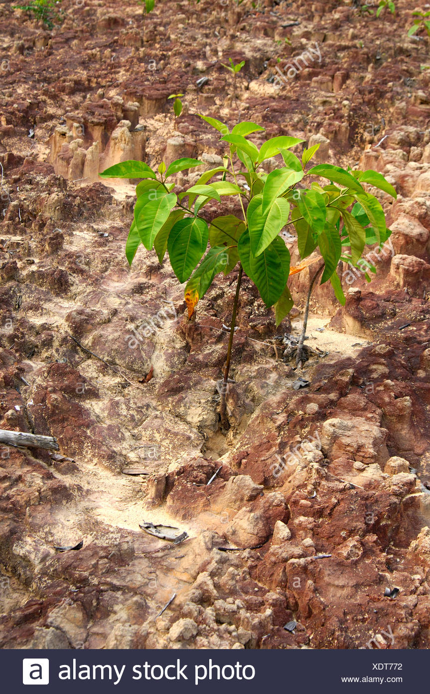 Laterite Soil High Resolution Stock Photography and Images Alamy