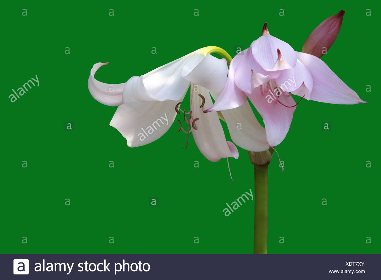 crinum powellii Stock Photo