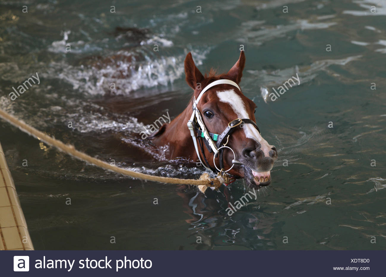 Horse Training In Pool Stock Photos &amp; Horse Training In ...