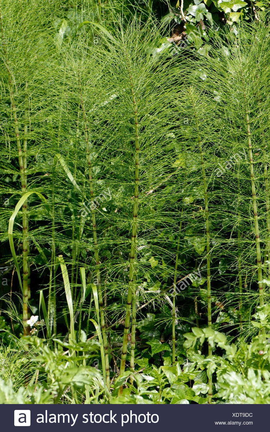 Horsetail Fern High Resolution Stock Photography and Images Alamy