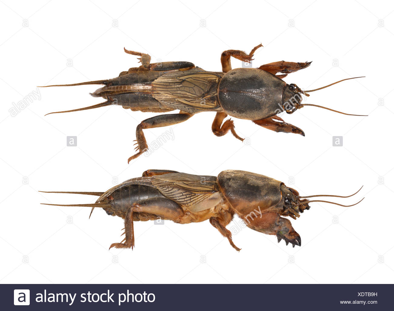 Gryllotalpa Gryllotalpa Stock Photos & Gryllotalpa Gryllotalpa Stock ...