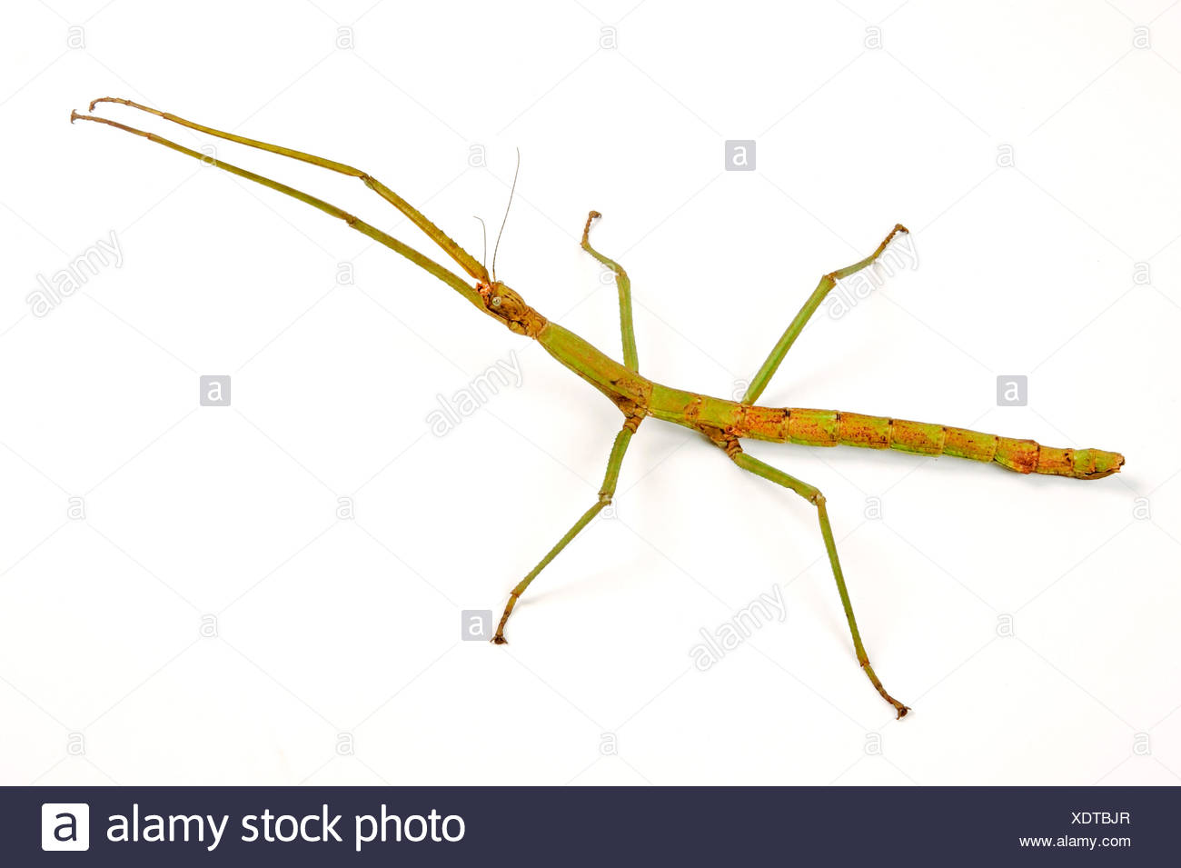 Heavy Stick Insect, Giant Stick Insect (Pharnacia ponderosa), cut ...