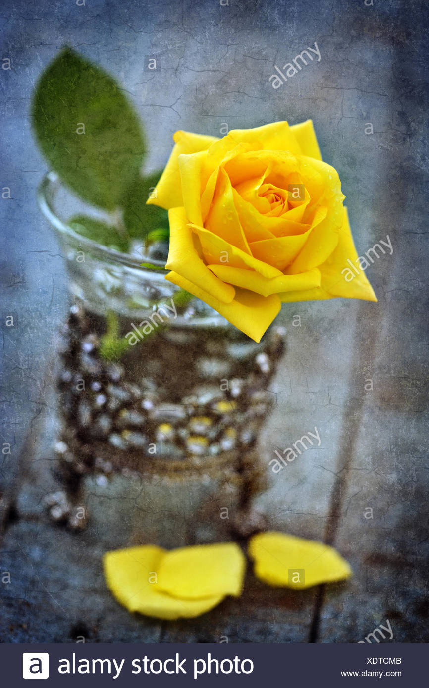 Single Yellow Rose In Glass Stock Photos Single Yellow Rose In