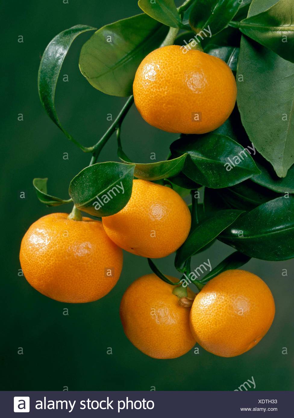 C Microcarpa High Resolution Stock Photography And Images Alamy