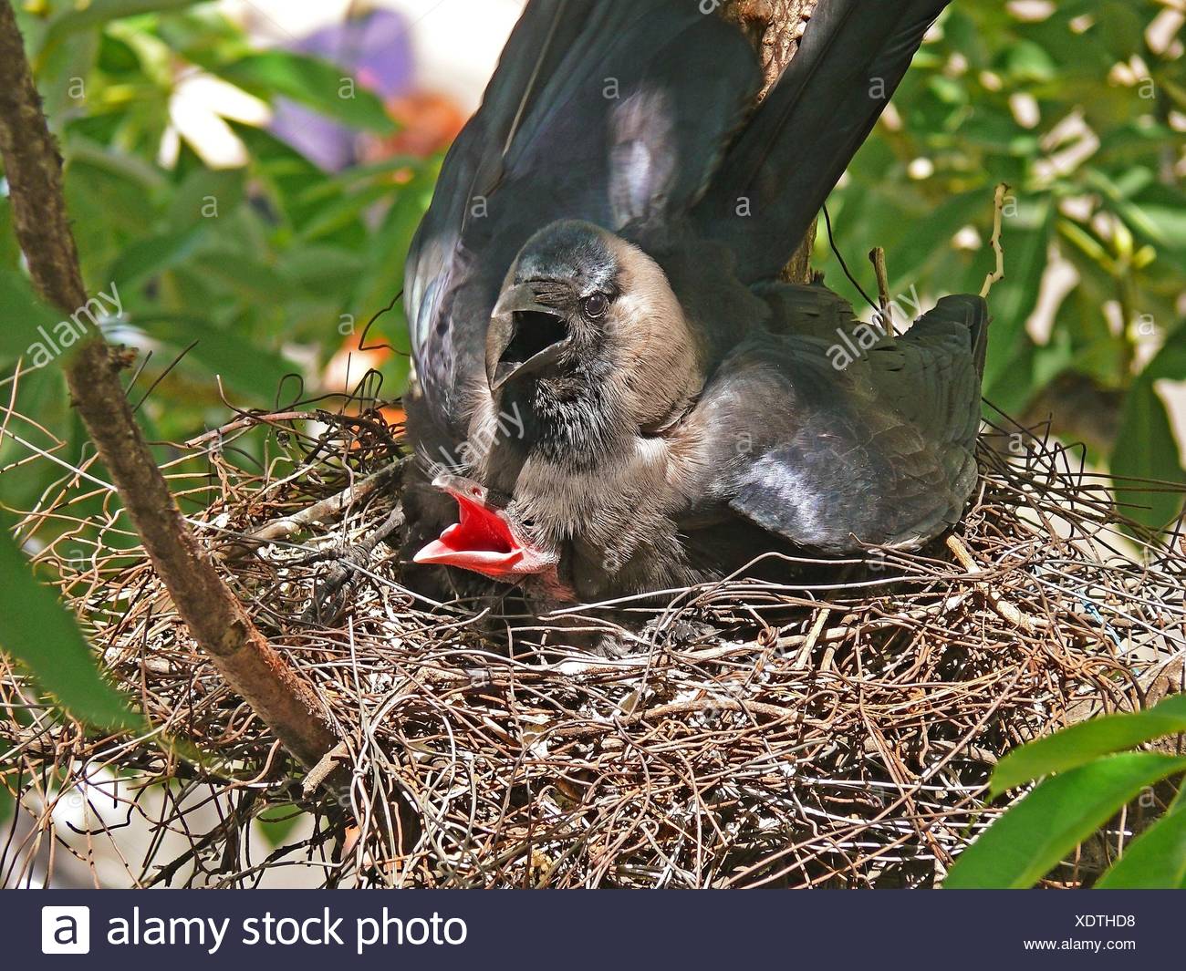Carrion Crow Nest High Resolution Stock Photography and Images Alamy