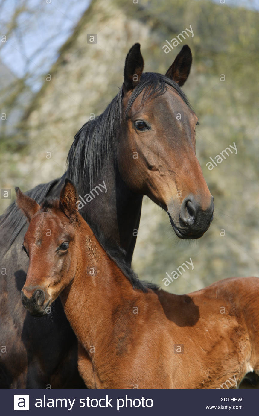 Anglo Arabian High Resolution Stock Photography and Images Alamy