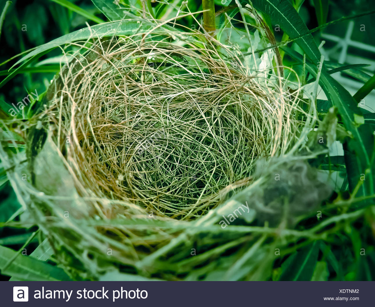 Nest Of Bulbul Bird High Resolution Stock Photography and Images Alamy