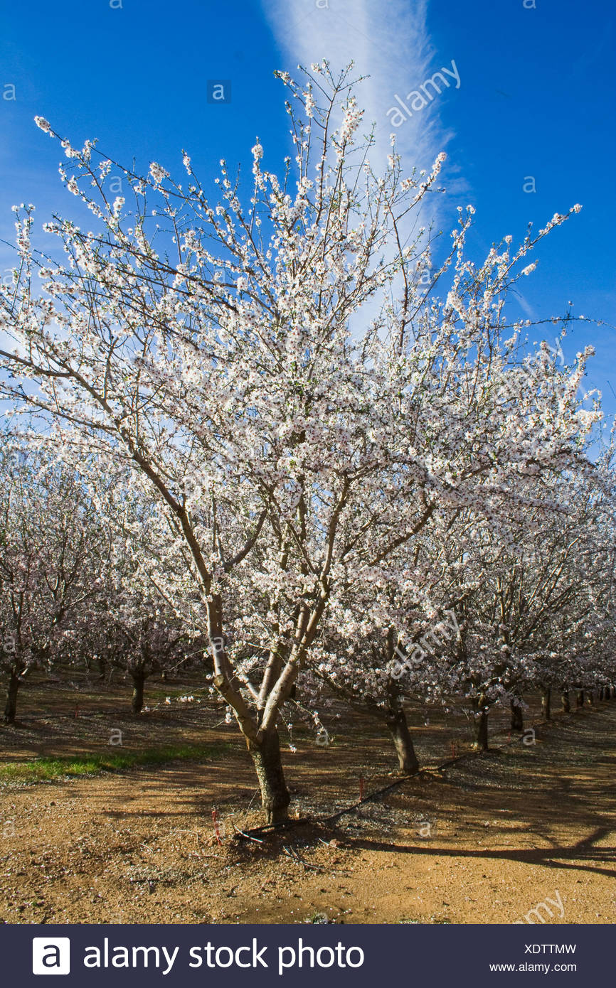 Almond Tree Blooming High Resolution Stock Photography and Images Alamy