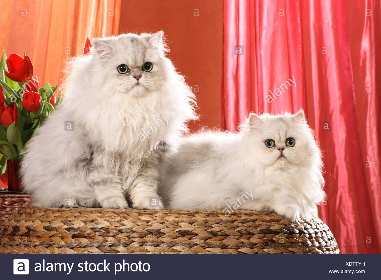Persian Cat Two White Adults Sitting Next To Red Tulips Stock Photo Alamy