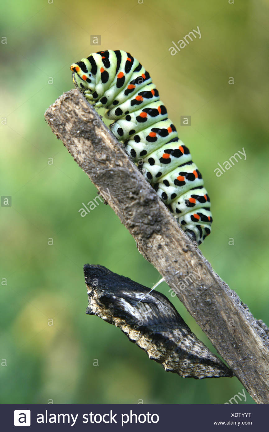Caterpillar Pupa High Resolution Stock Photography and Images - Alamy