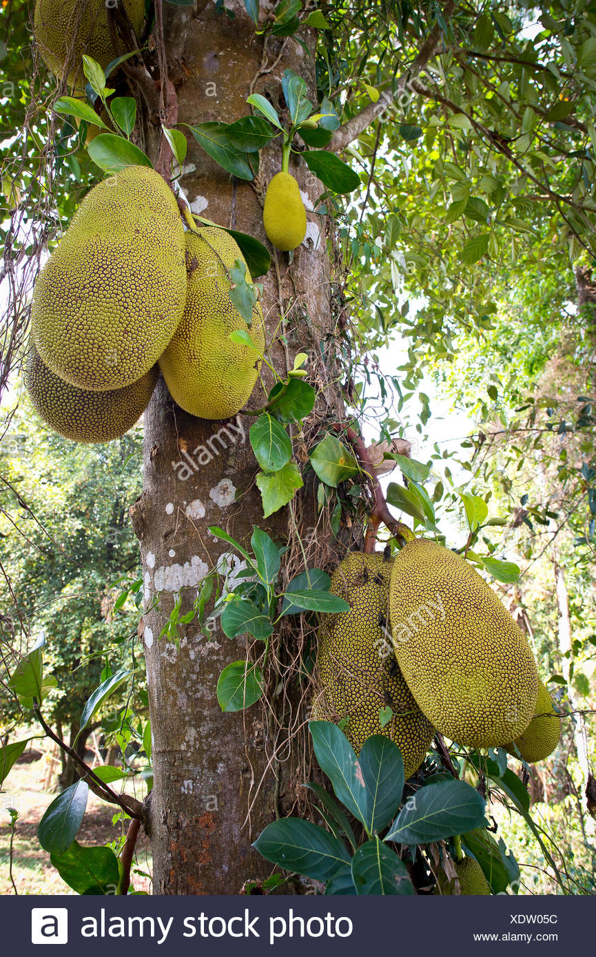 Jack Tree High Resolution Stock Photography and Images Alamy