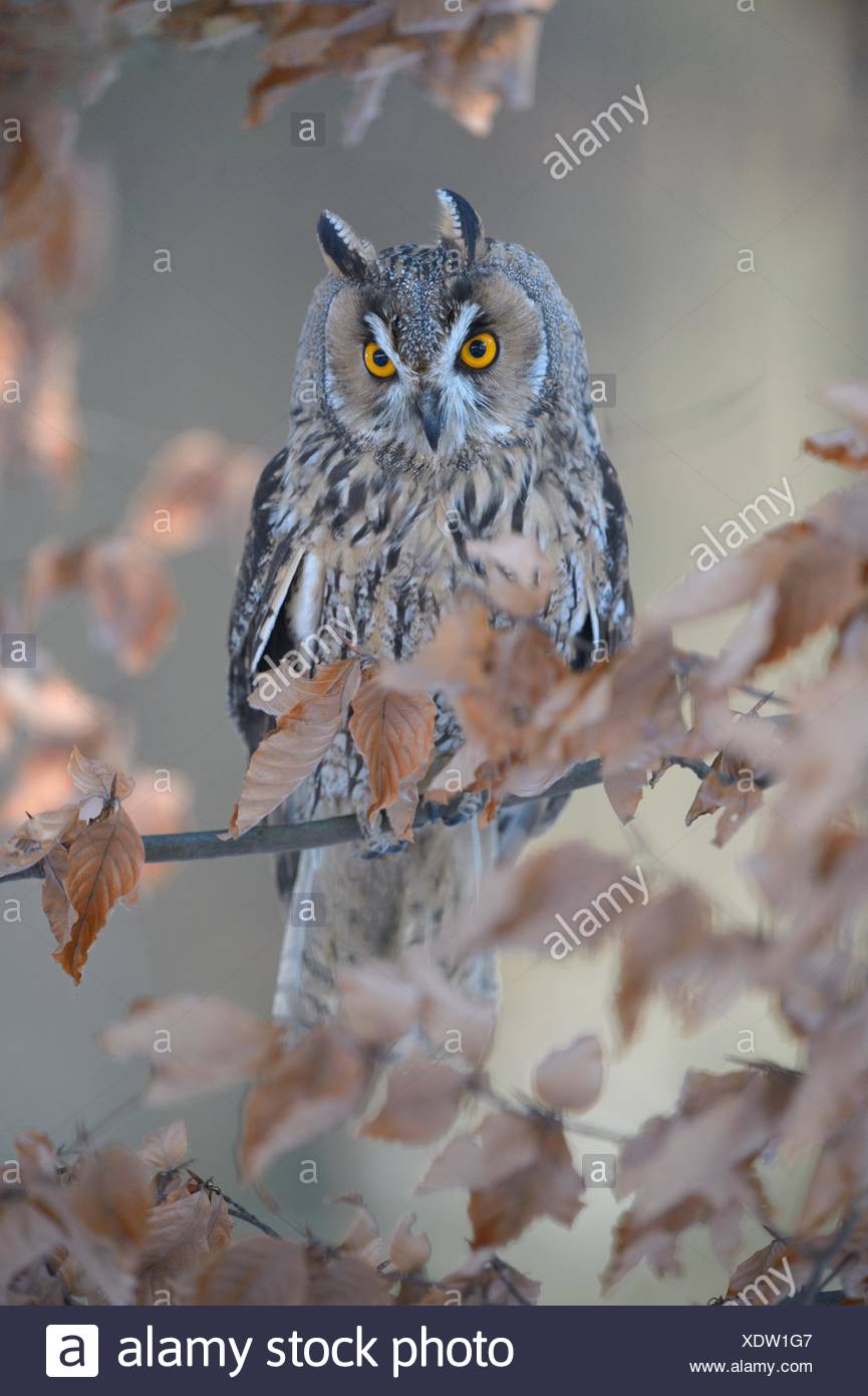 Long-eared owl (Asio otus) sitting on autumn coloured beech branch, Bohemian Forest, Czech Republic Stock Photo