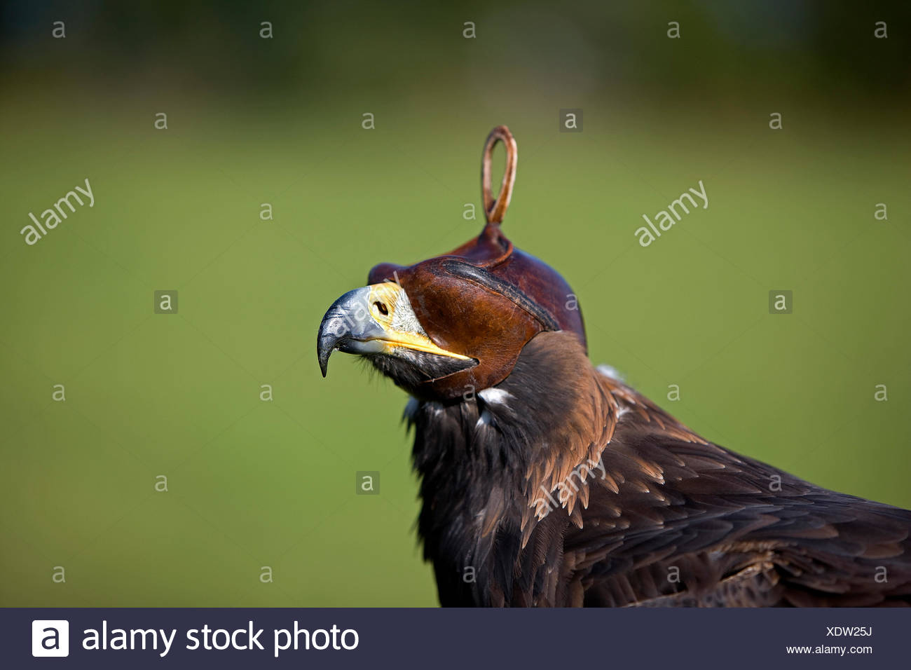 Golden Eagle Aquila Chrysaetos Adult With Hawking Hat