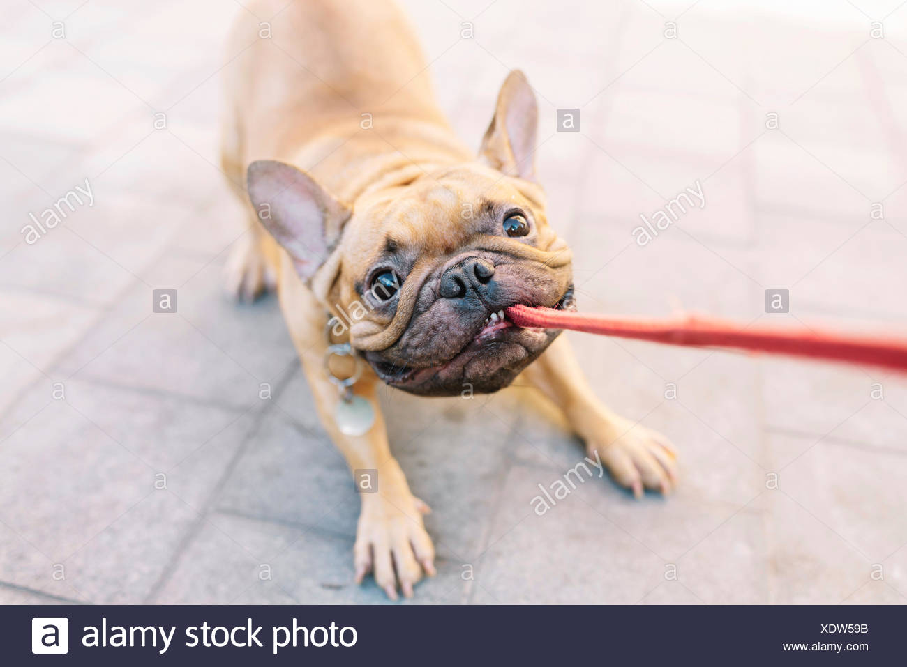french bulldog pulling on leash