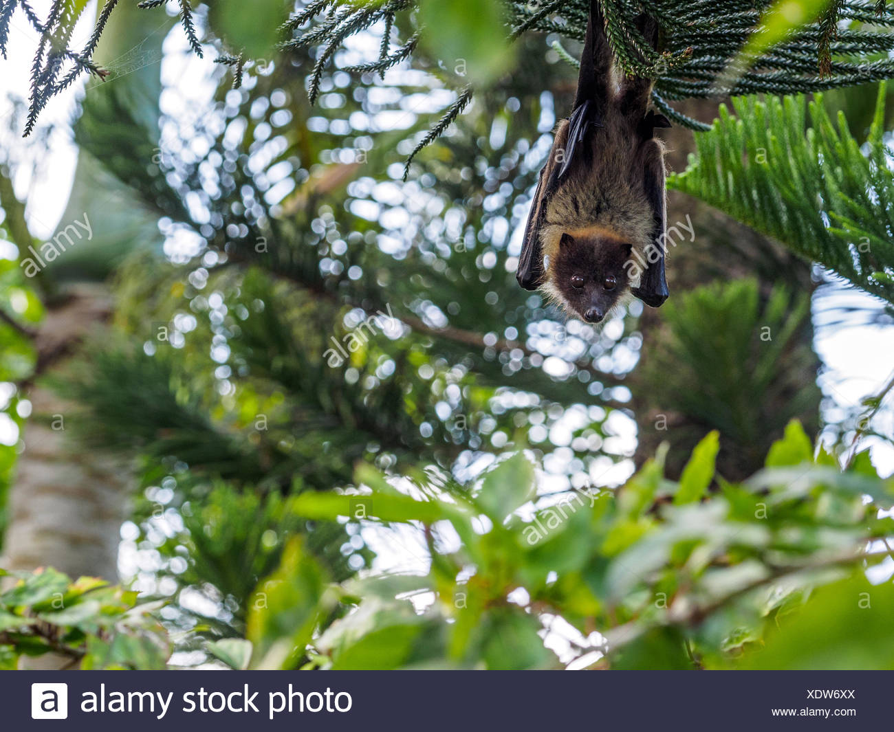 Fruit Bat In Tree High Resolution Stock Photography and Images Alamy