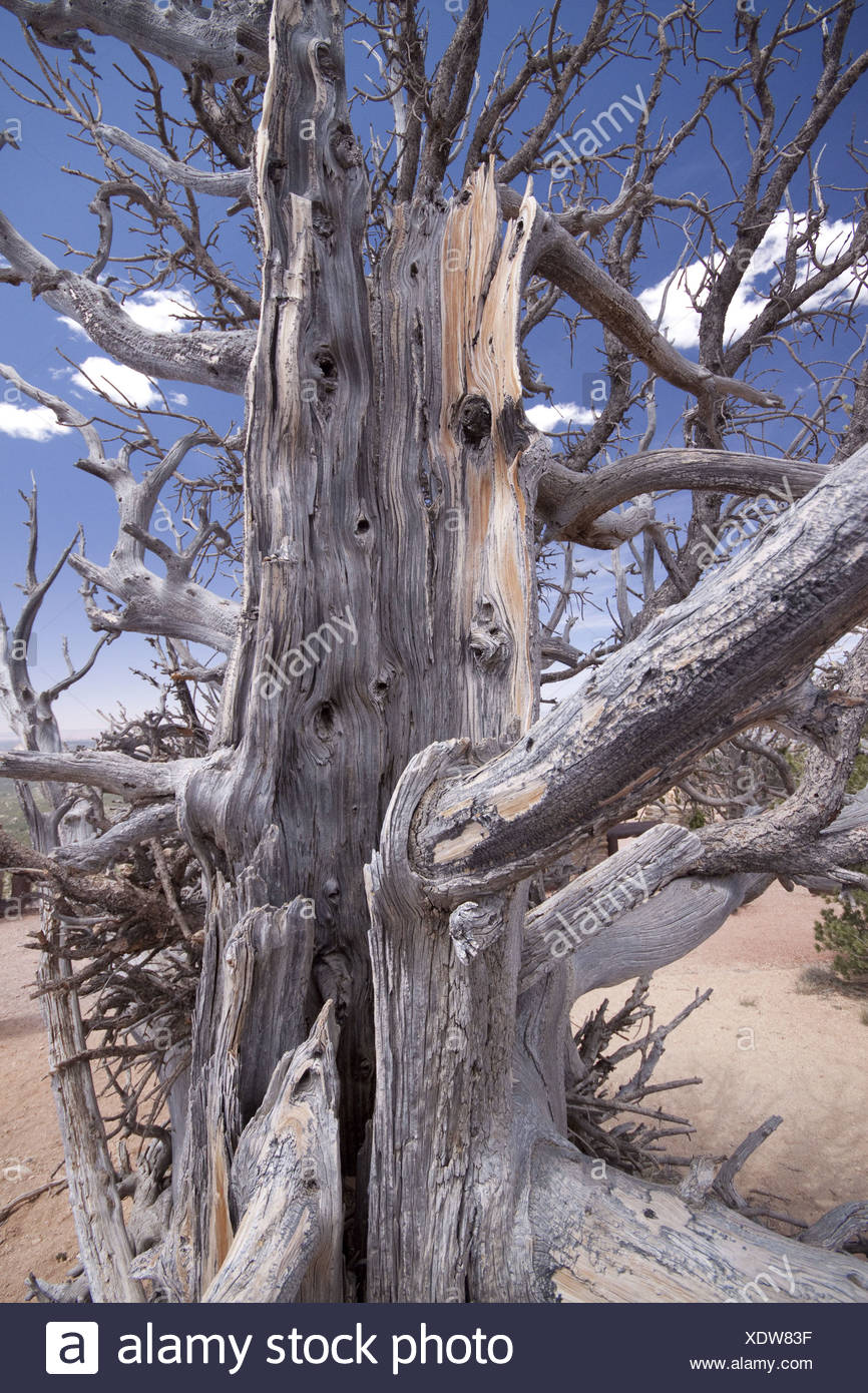 Bristlecone Pine trees are adapted to prolonged drought, this tree ...