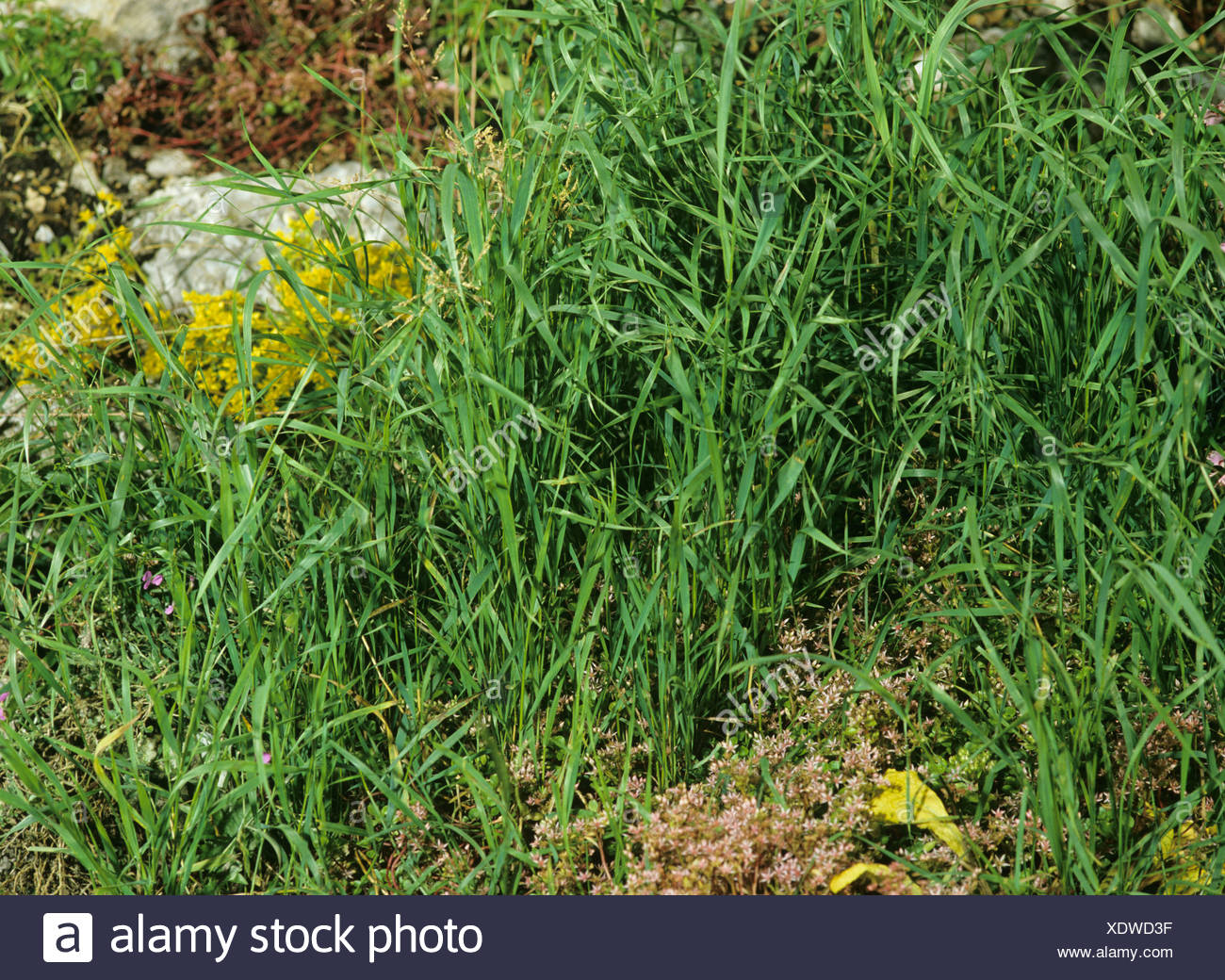 Couch Agropyron Repens A Serious Grass Weed In A Garden Rockery