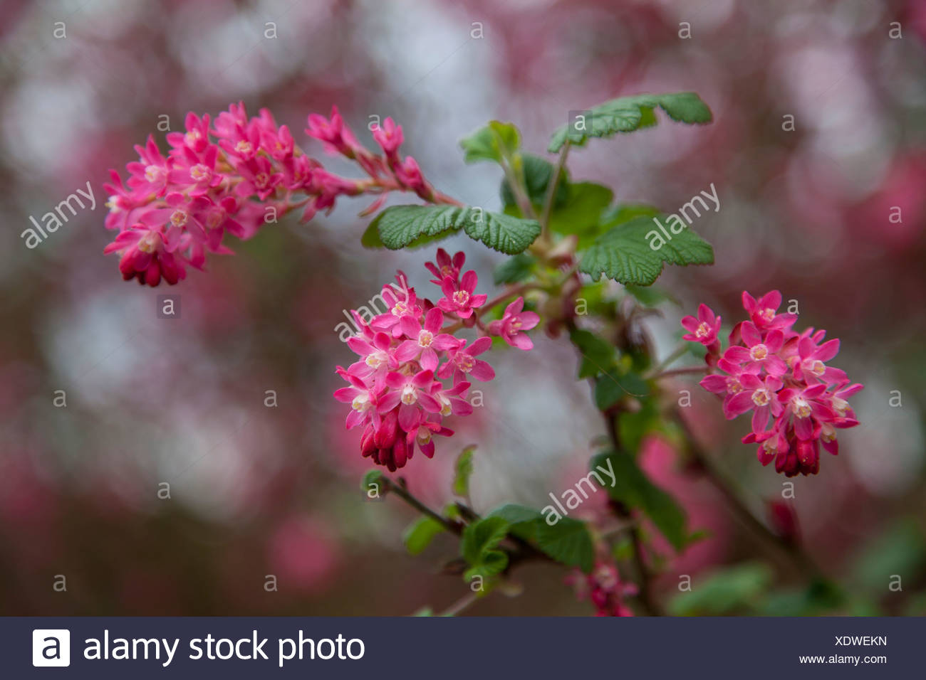 365 Caws Red Flowering Currant