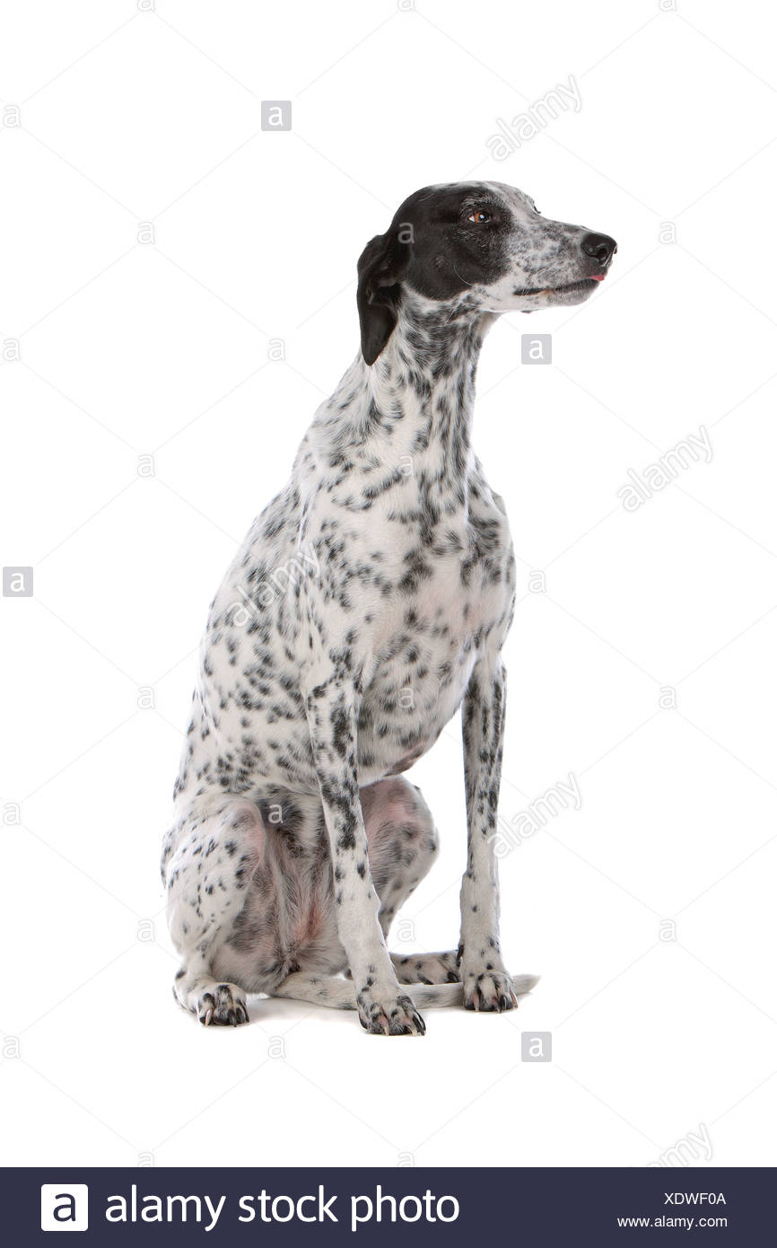 White Greyhound Dog With Black Spots Isolated On A White Background Stock Photo Alamy