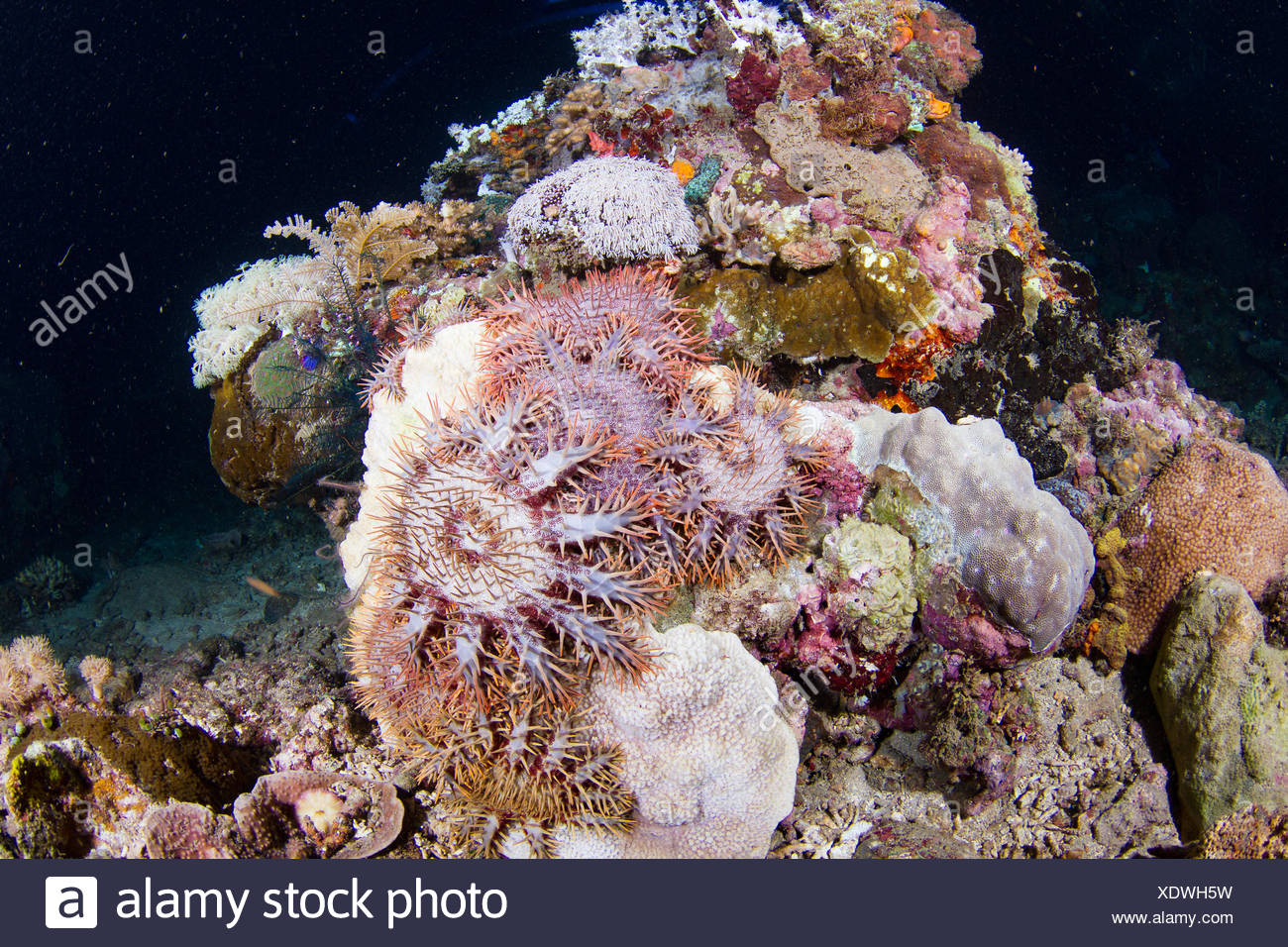 Thorn Crown High Resolution Stock Photography and Images - Alamy