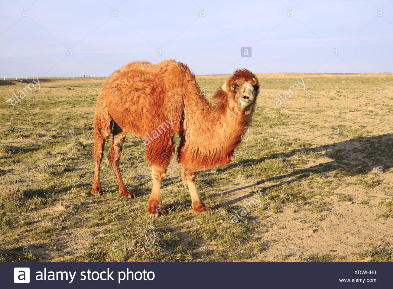 Desert Wasteland Mammal Animals Camel Dry Dried Up Barren Dromedary Hump Nature Stock Photo Alamy