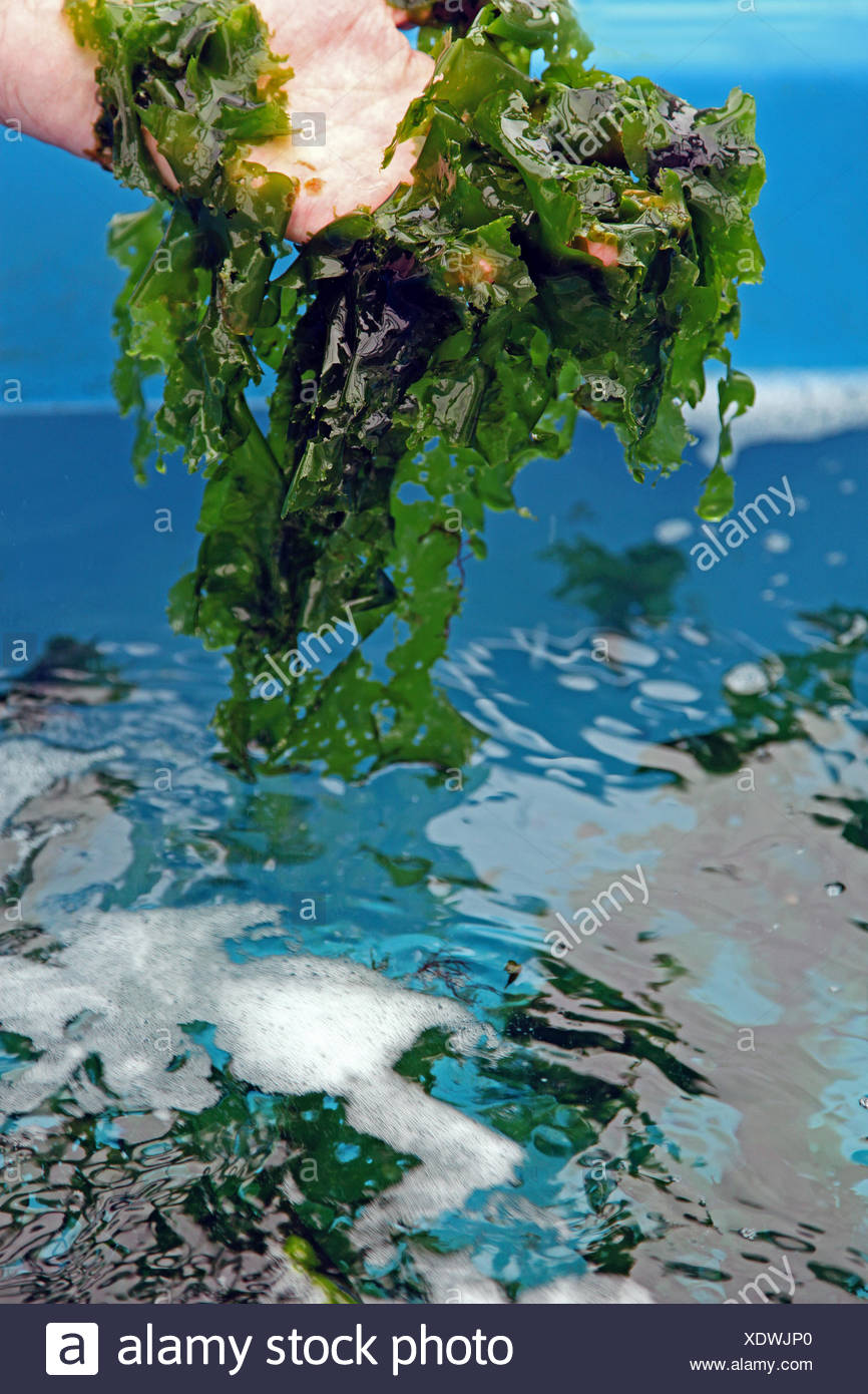 Ulvacea High Resolution Stock Photography And Images Alamy